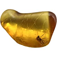 Los mejores  - SilverGeo Ámbar con insectos fósiles- certificado 100% auténtico.